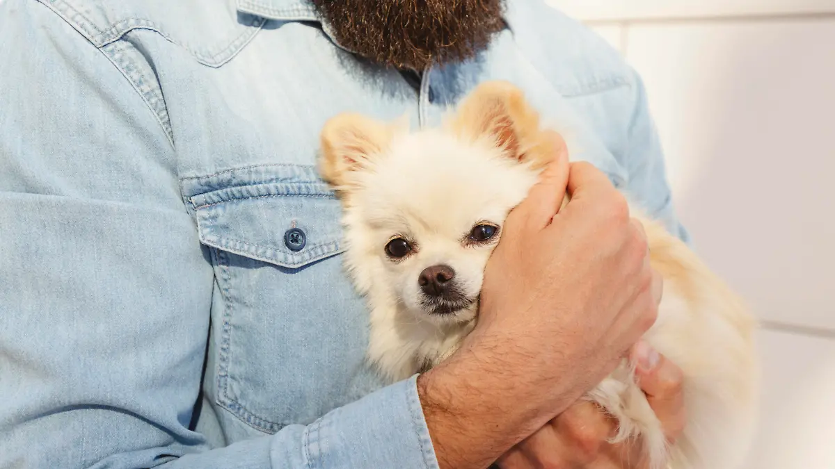 Man holding Pomeranian dog on sunny day model released, Symbolfoto property released, IHF00978