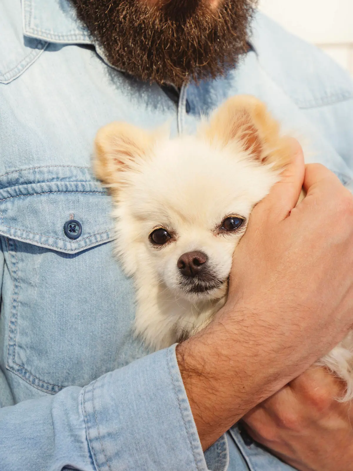 Man holding Pomeranian dog on sunny day model released, Symbolfoto property released, IHF00978