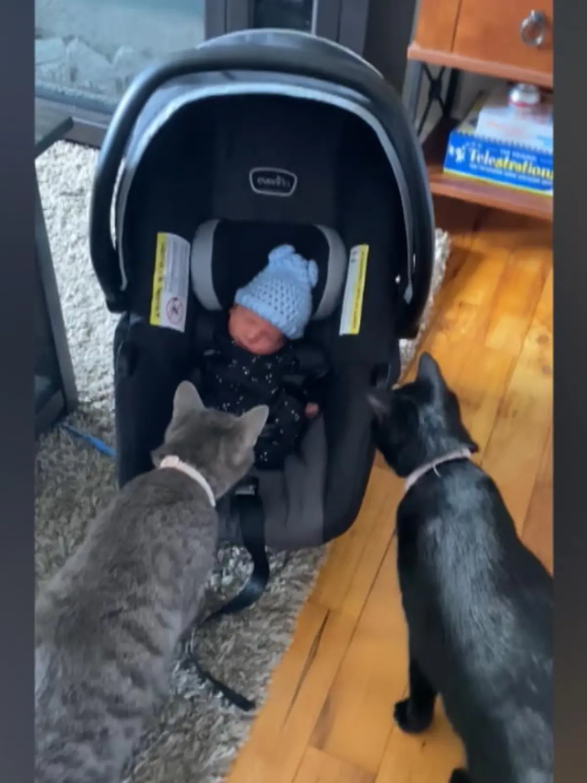 Die beiden Katzen im Video könnten skeptischer nicht sein: ganz langsam pirschen sie sich mit großen Augen an das an, was ihr Halter gerade mit nach Hause gebracht hat. Hierbei handelt es sich nicht um ein neues Möbelstück, sondern um ein Familienmitglied namens Beau.