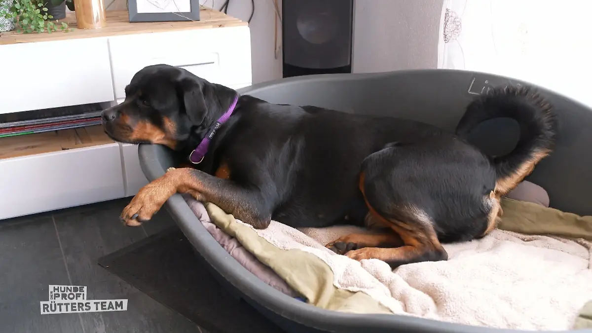 Rotweiler Linda flippt auf Spaziergängen aus Zuhause  die Ruhe selbst