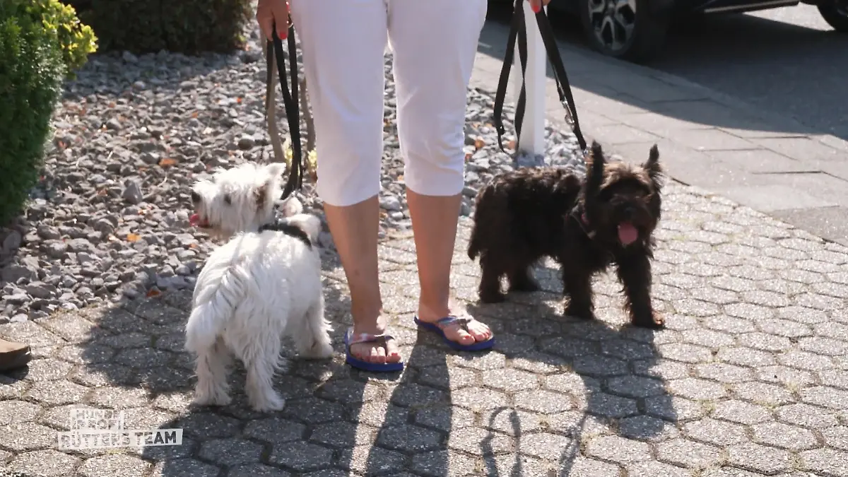 Lotte und Anton haben Frieden geschlossen Hundefrieden endlich da