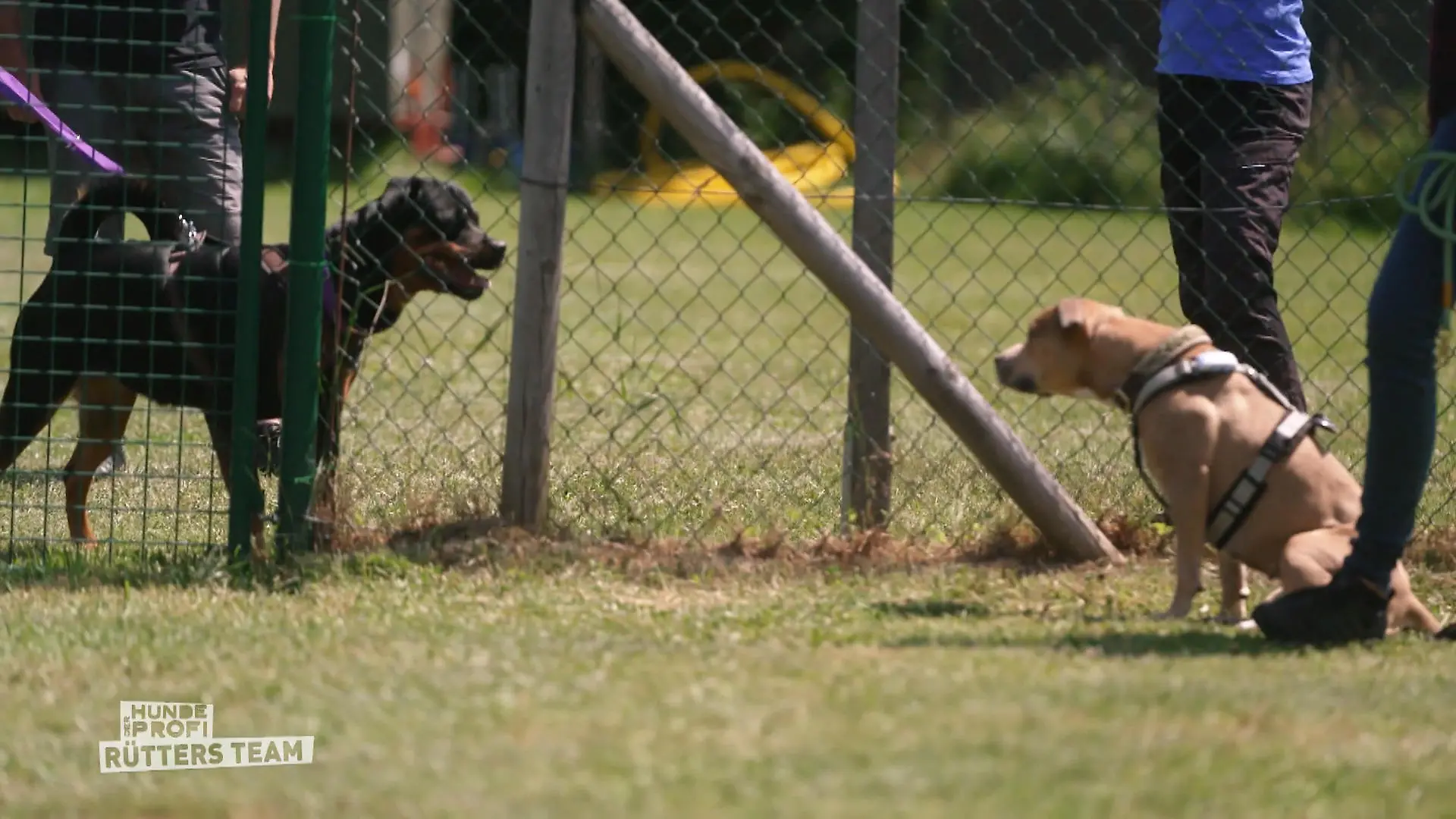 Linda kann andere Hunde nicht einschätzen Viel Training nötig