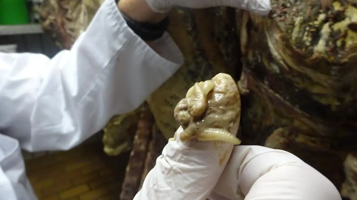 Vergammeltes Fleisch in Frankfurter Metzgerei