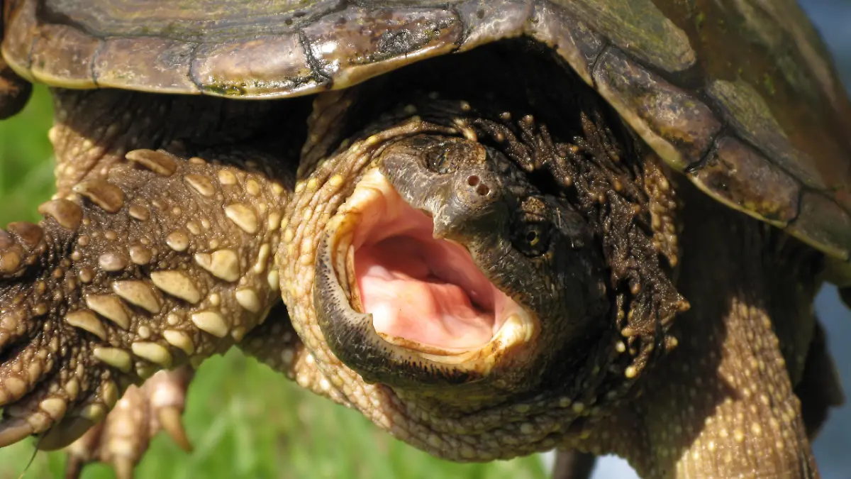 A close up of a snapping turtle ready to snap.