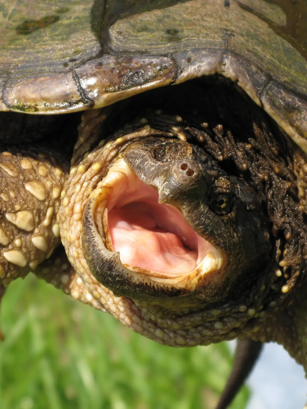A close up of a snapping turtle ready to snap.