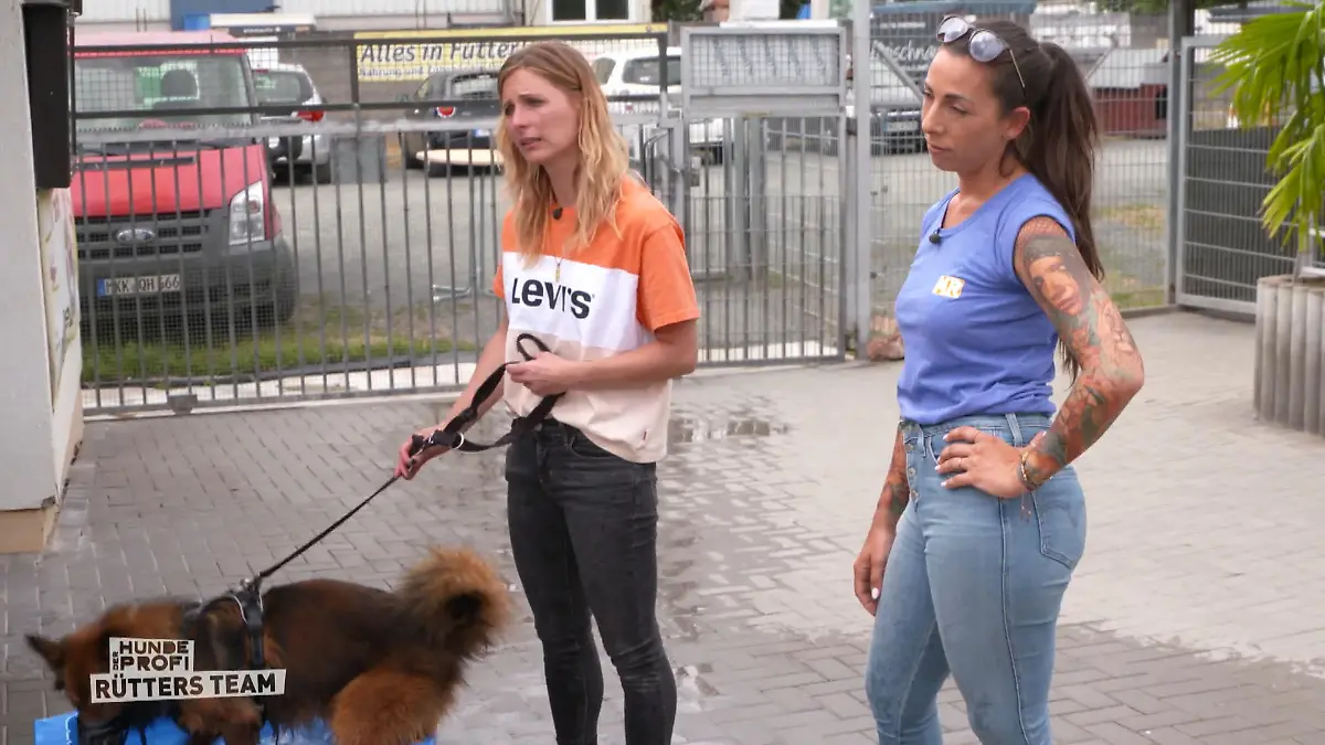 Baku kommt vorerst im Tierheim unter Keine andere Möglichkeit