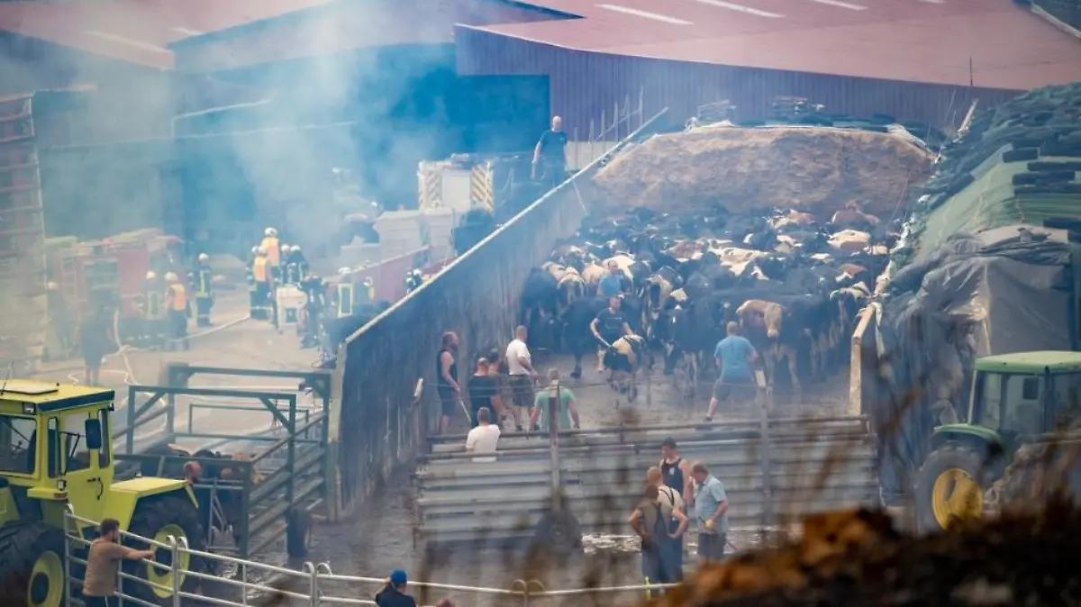 550 Rinder müssen gebändigt und vor den Flammen gerettet werden - dank der Helfer überleben fast alle von ihnen.