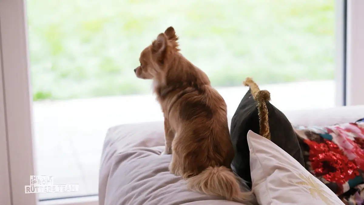 Die Hunde von Lorenz eskalieren komplett Großes Geschrei