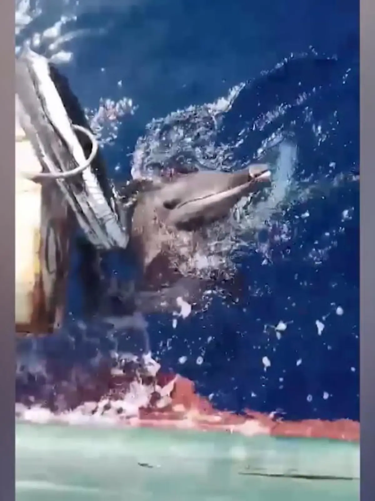 Dass Delfine DURCH Reifen springen können, ist uns bekannt. Dieses Exemplar im Video war in der Lehrstunde aber wohl nicht da, weshalb das Tier in einem Reifen feststeckte. Vermutlich war es in die Nähe des Fischerbootes geschwommen, um nach Futter zu suchen. Dabei verhedderte er sich und konnte sich aus eigener Kraft nicht mehr befreien.