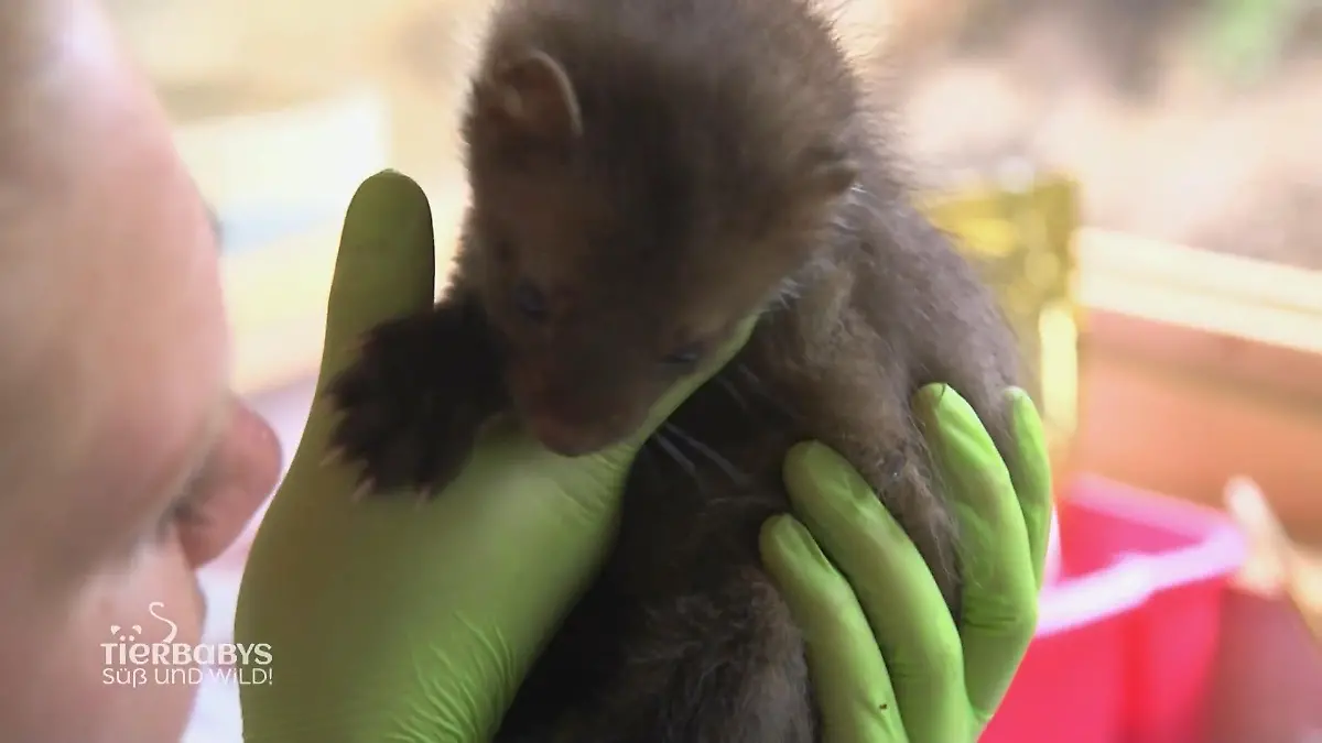 Es geht drunter und drüber Wildtierhilfe Schäfer