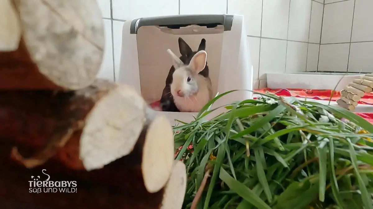Die Katzen finden hier Zuflucht Projekt Kitty