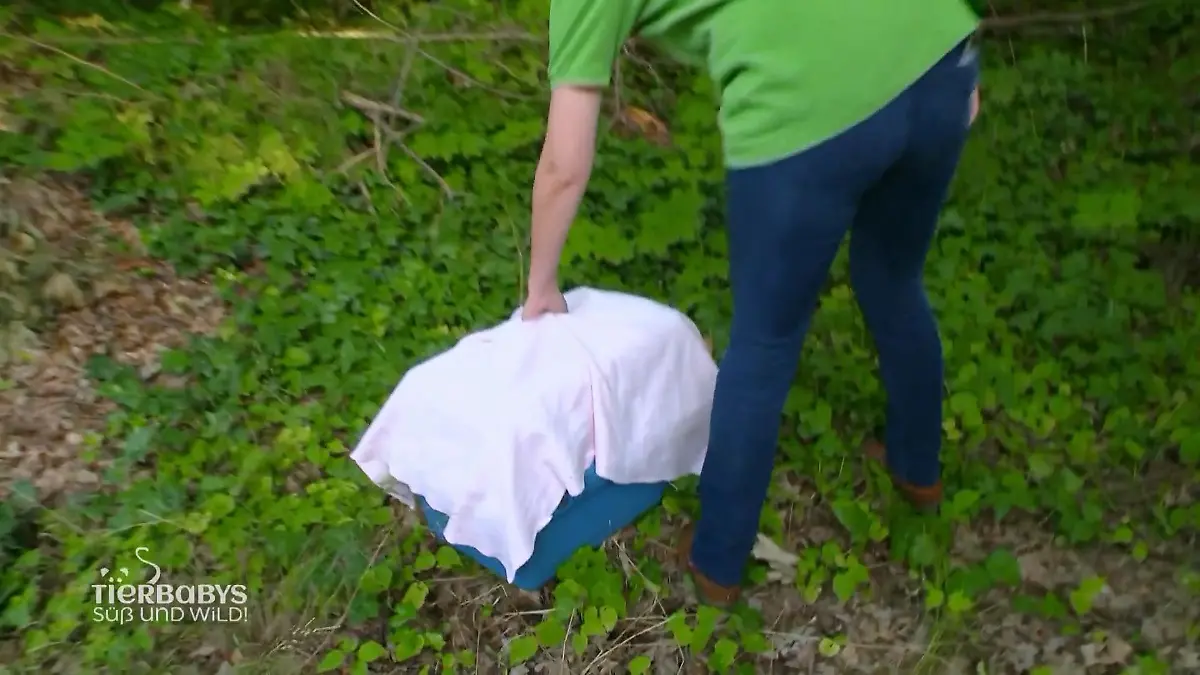 Den Katzenbabys geht es wieder gut Aufatmen