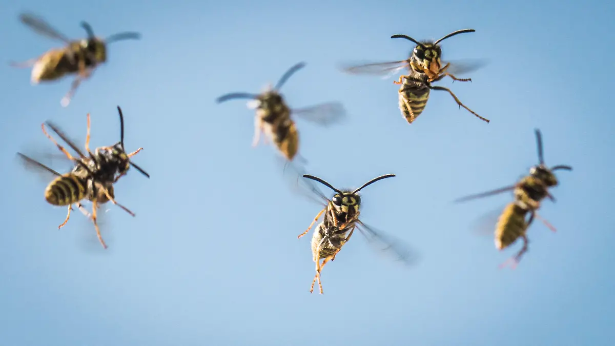 ARCHIV - ILLUSTRATION - 09.07.2015, Hessen, Frankfurt:  Wespen fliegen auf ihr Nest zu. Ein 50-jähriger ist in einer Kleingartenanlage in Herne von Wespen totgestochen worden, weil er beim Heckenscheiden vermutlich ein Nest der Insekten übersehen hat. Nach Polizeiangaben vom Montag hatte der Mann in seiner Parzelle mit einer Heckenschere in das Insektennest geschnitten. Er sei mehrmals im Gesicht gestochen worden und zu Boden gesackt. Ob er auch Wespen eingeatmet hatte, war zunächst unklar. Der Notarzt versuchte vergeblich, den Mann wiederzubeleben - der Kleingärtner starb noch in der Anlage. Foto: Frank Rumpenhorst/dpa +++ dpa-Bildfunk +++
