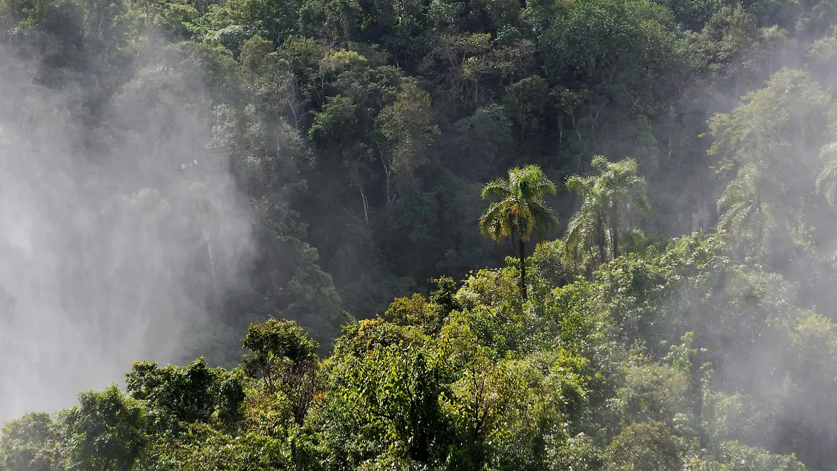 Wie Tropenwälder unsere Erde abkühlen Gigantische Klimaanlage