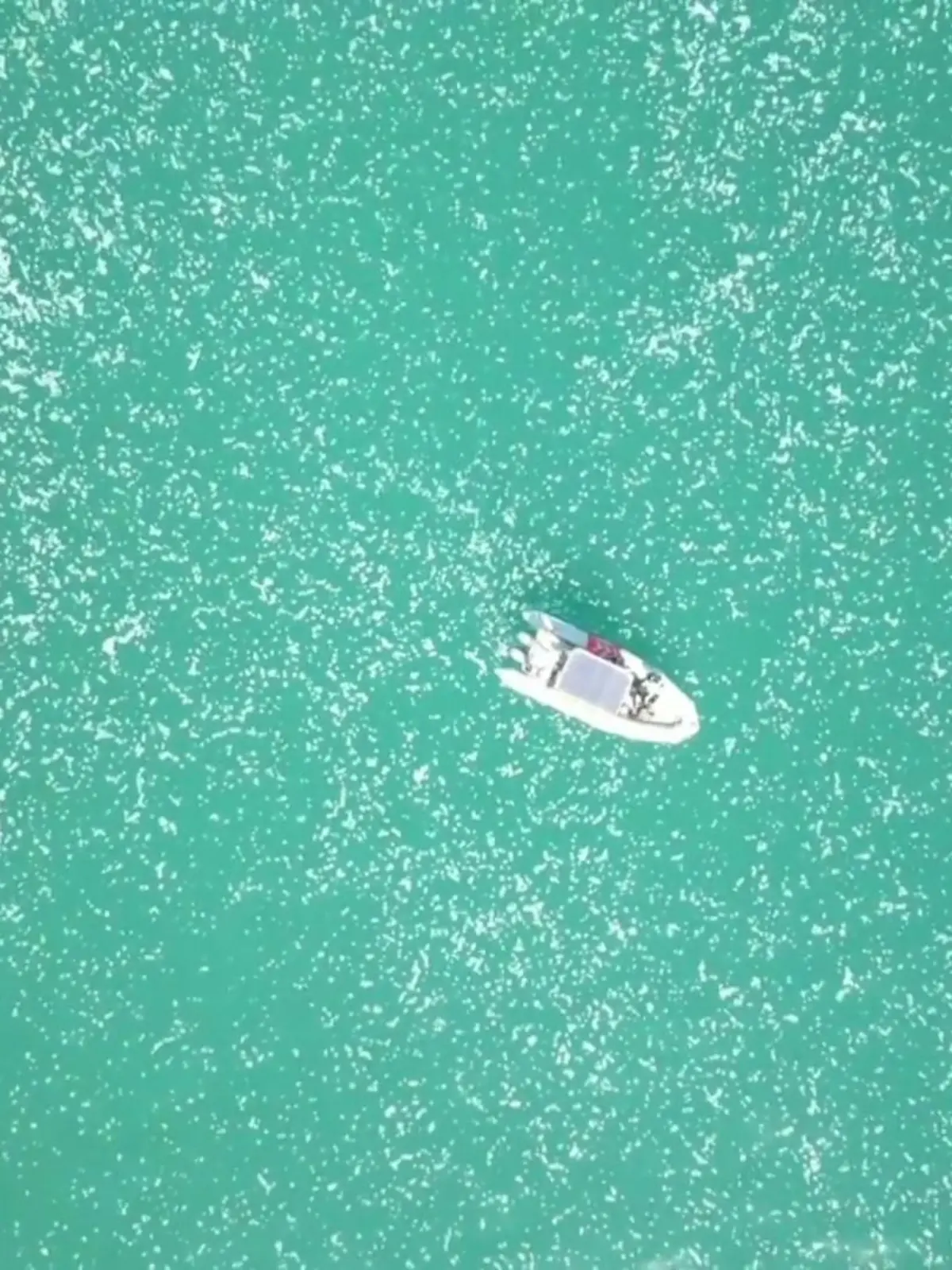 Vor der Bucht von Haifa in Nordisrael zieht ein riesiger Quellenschwarm vorbei und bedroht Touristen. Und nicht nur das: die Tiere verursachen Schäden in Wasserkraftwerken und Entsalzungsanlagen. Die spektakulären Bilder zeigen wir im Video.