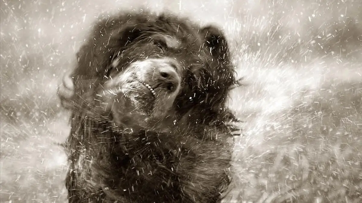 hund 2