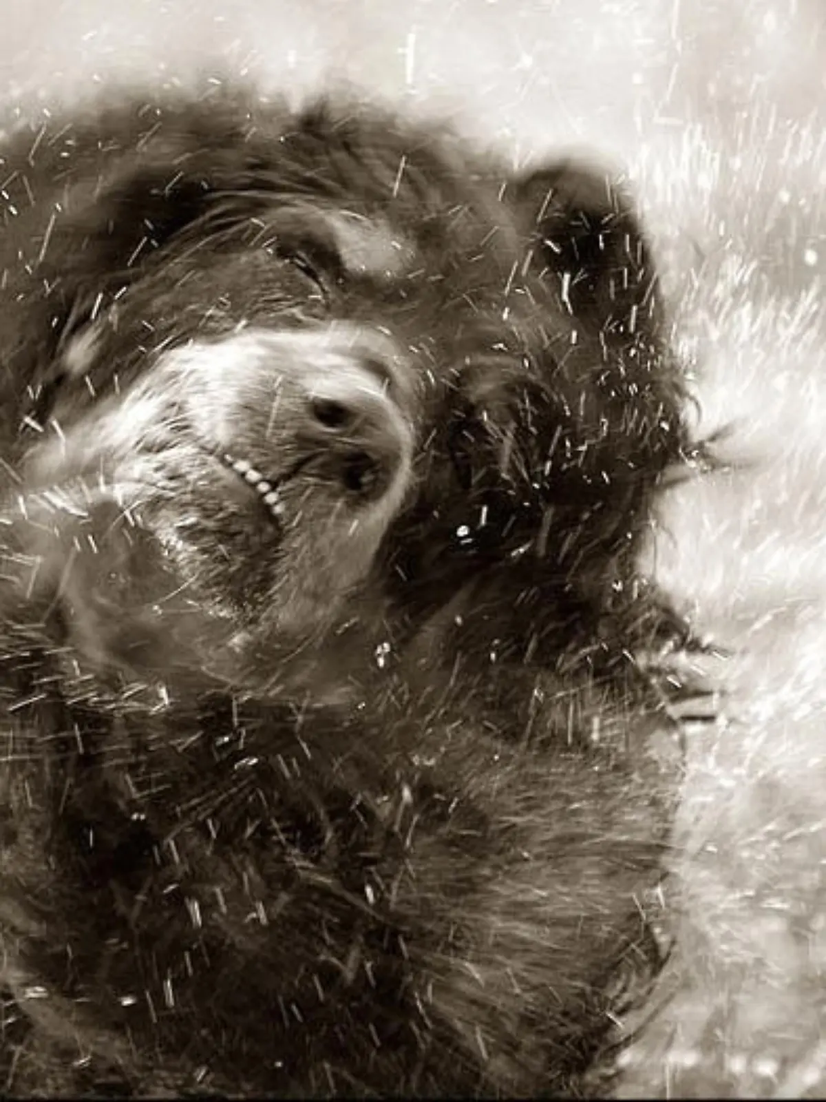 hund 2