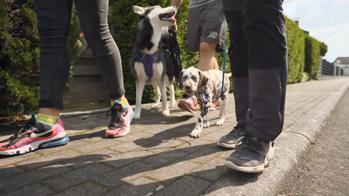 Der erste gemeinsame Spaziergang mit den Hündinnen Wortwörtlich Tierfreunde