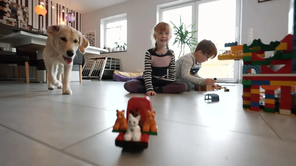 Golden Retriever Aileen ist super aktiv Spiel und Spaß