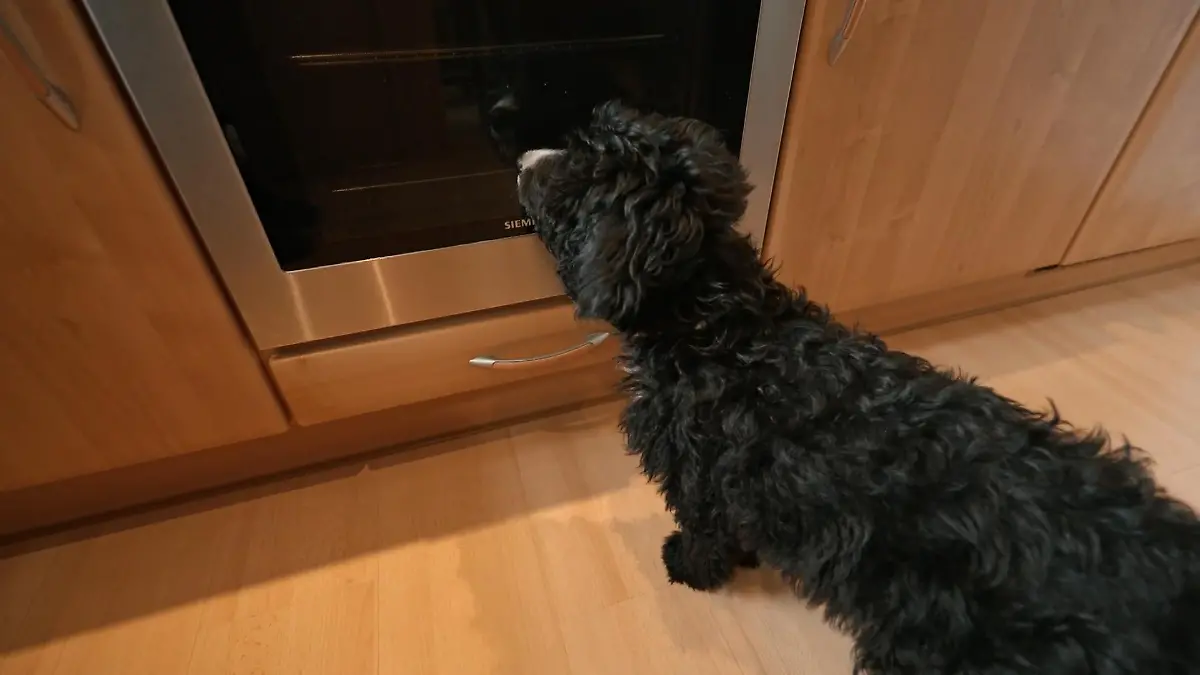 Welches Futter ist das beste für Balu? Ein Staubsauger