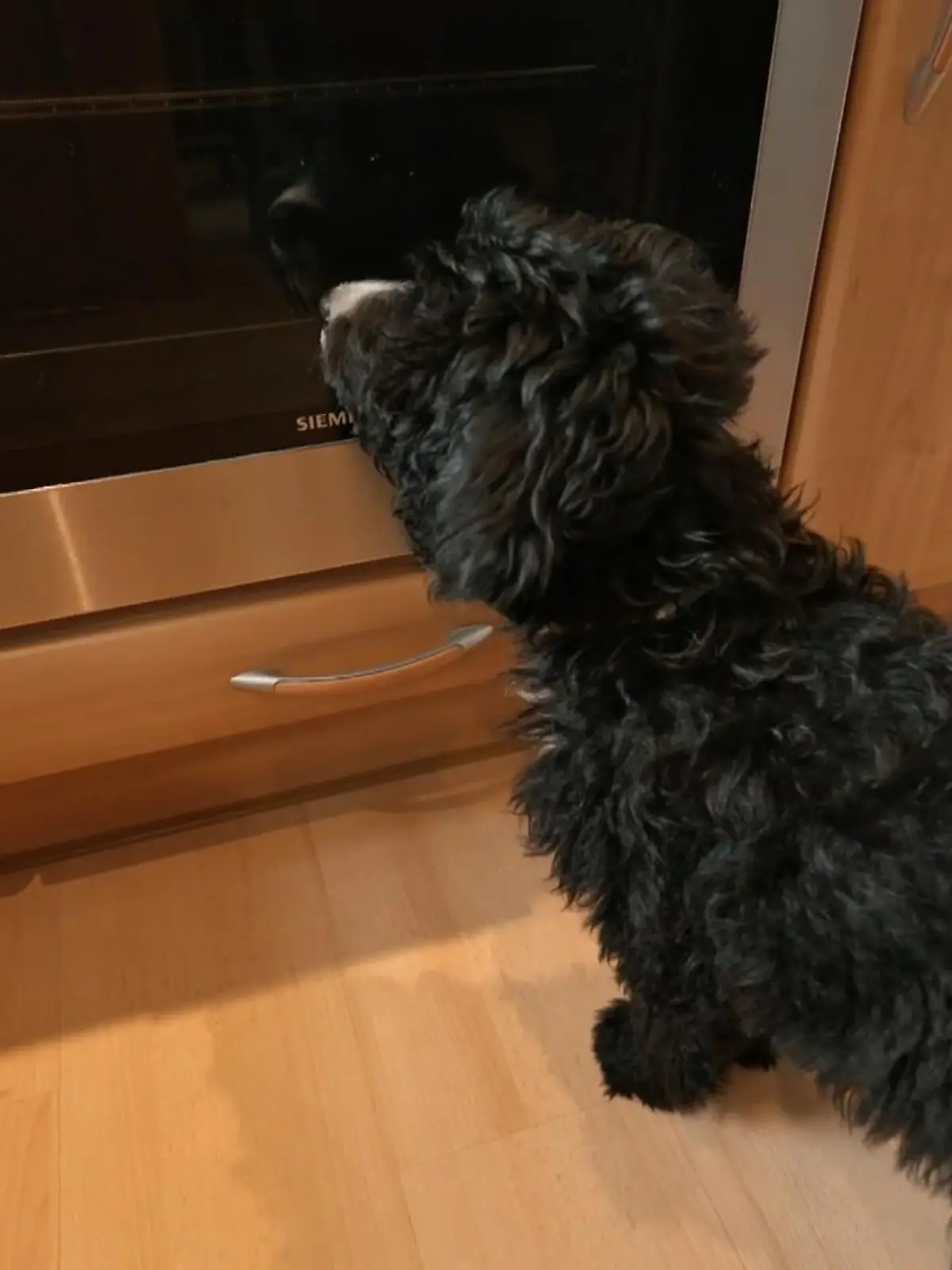 Bild zu: "Welches Futter ist das beste für Balu?"
