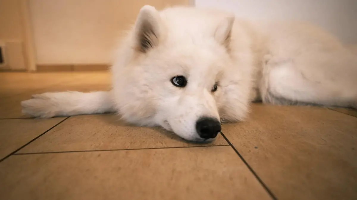 Das ganze Leben für die Hunde umgekrempelt Elisa züchtet selbst