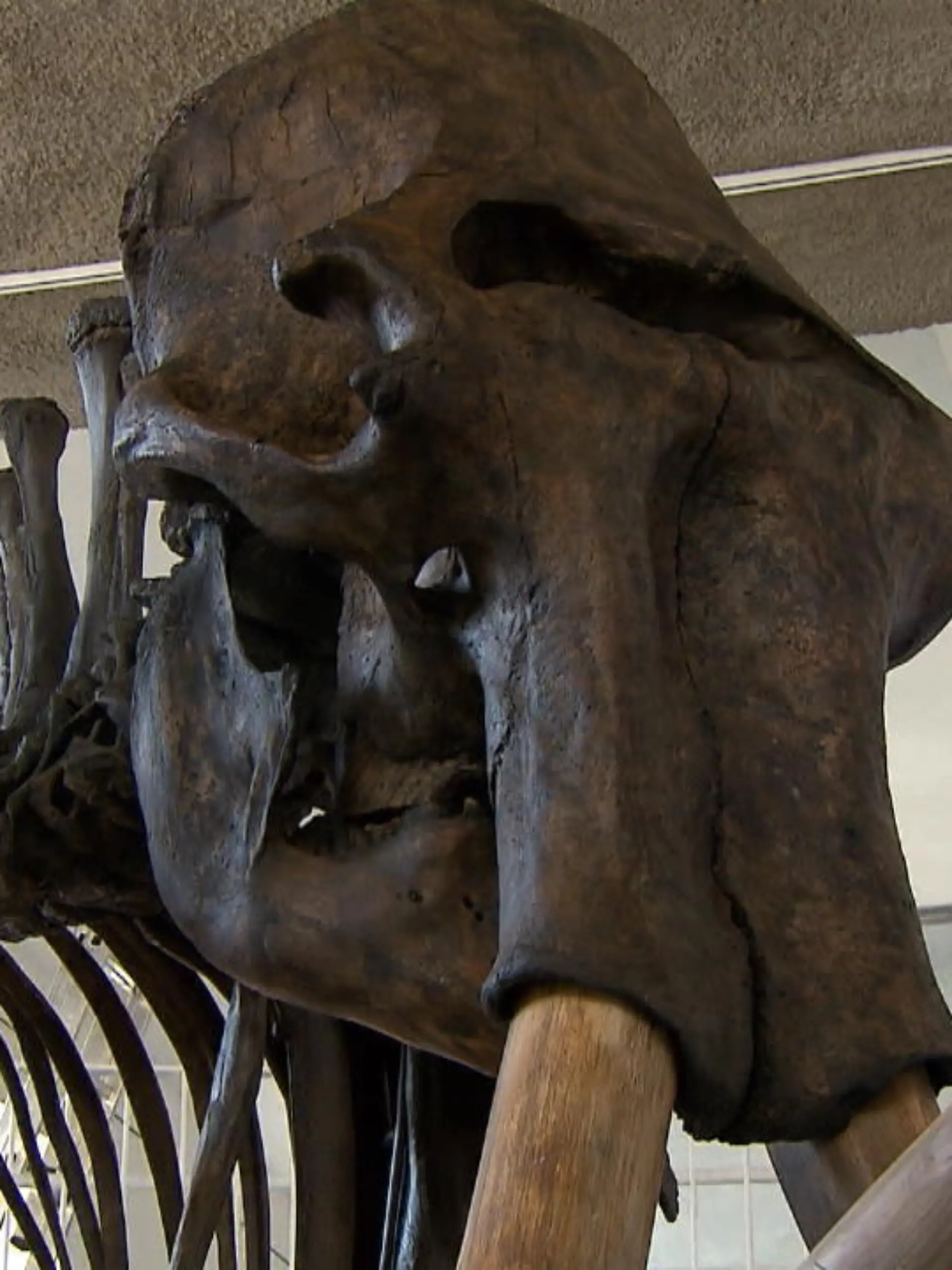Bild zu: "Mammut-Skelett in Münster aufgebaut"