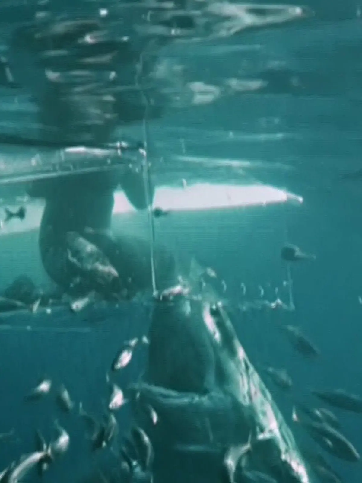Cage-Diven zum Abgewöhnen: Ein riesiger weißer Hai attackiert im Pazifischen Ozean einen Schwimmer.