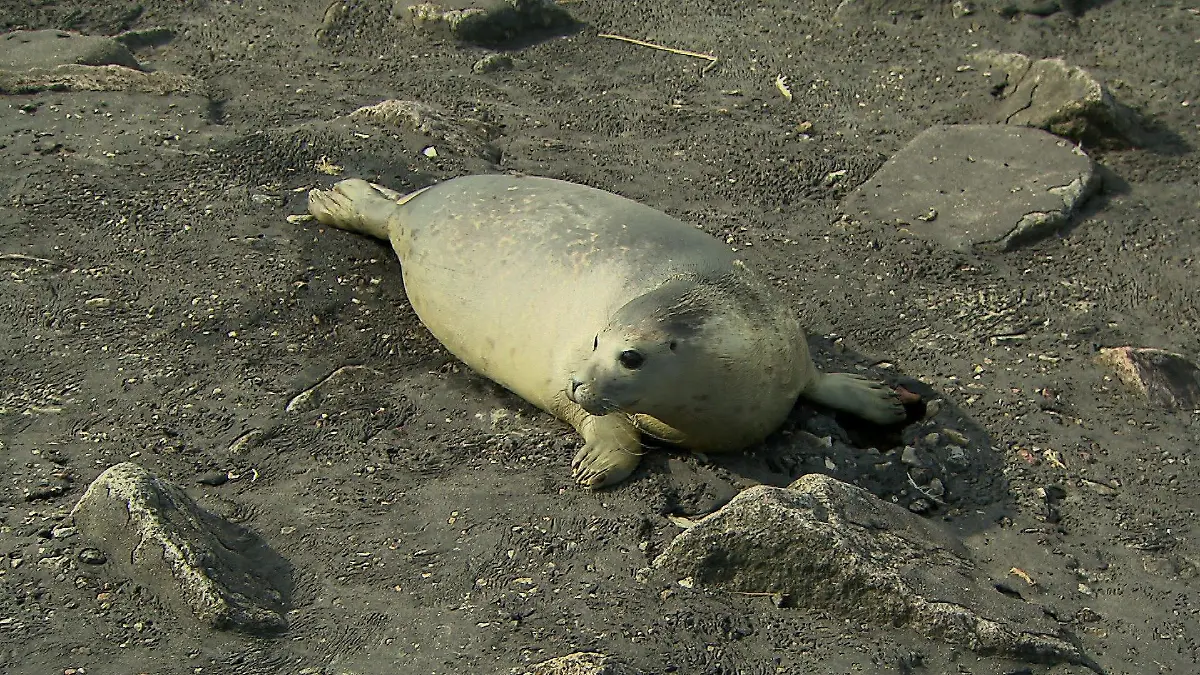 Heuler Paul war seit Mai in der Seehundstation Friedrichskoog