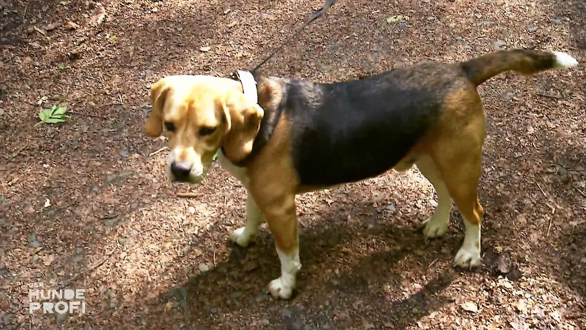 Oscar möchte andauernd die Flucht ergreifen Das stresst ganz schön