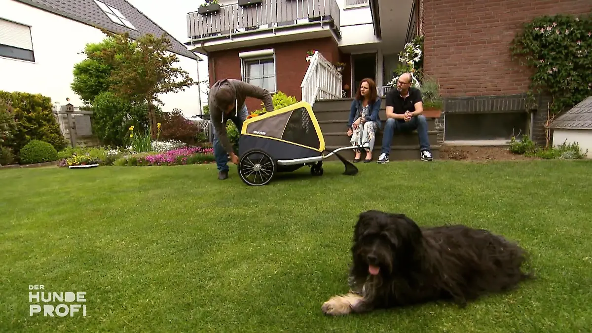 Cosmo denkt, er muss auf seine Besitzer aufpassen Was machen sie falsch?