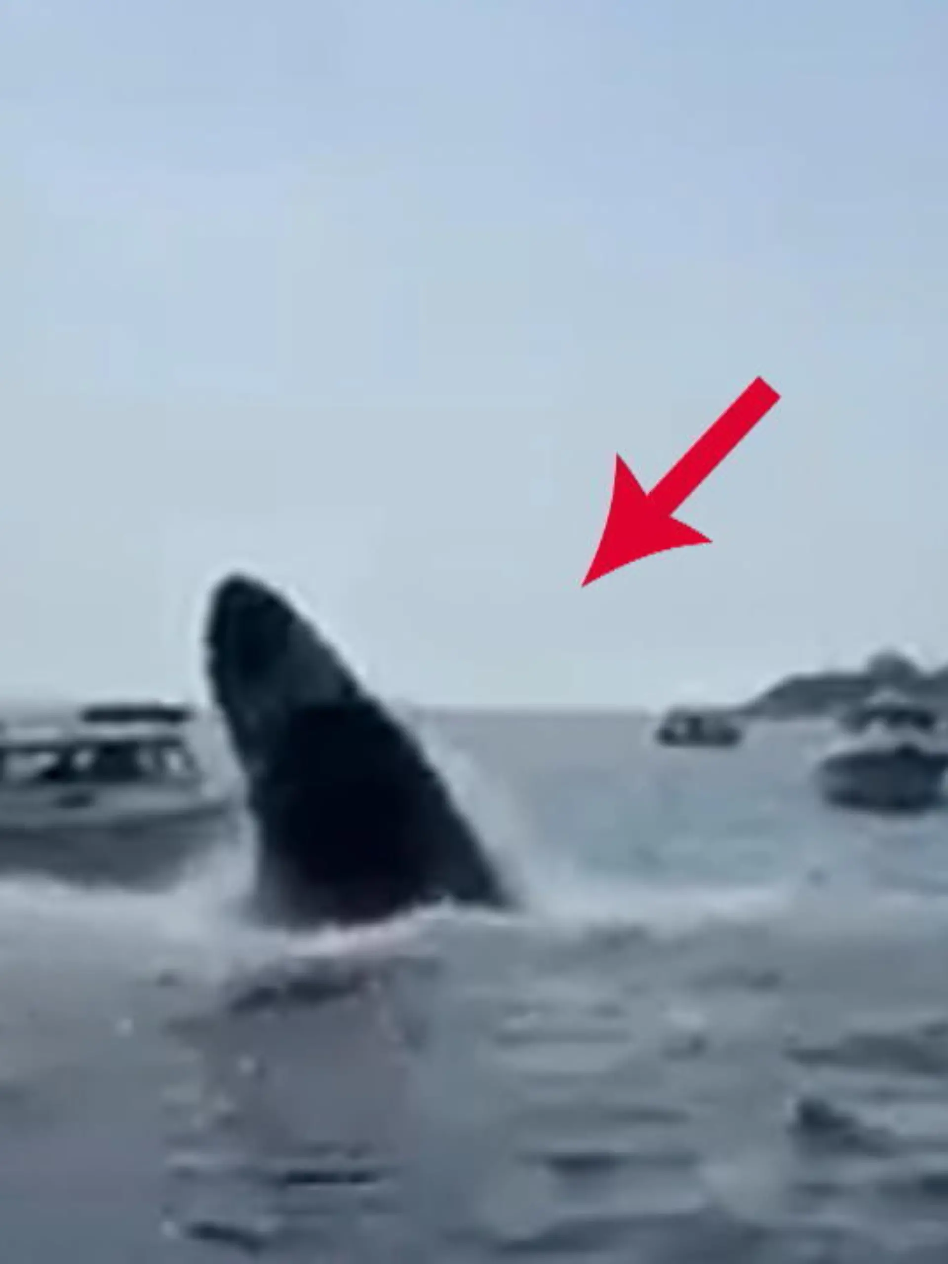 Das hat ordentlich geknallt! Vor der Küste von Plymouth im US-Bundesstaat Massachusetts hat ein Boot ungewollt Bekanntschaft mit einem Wal gemacht.