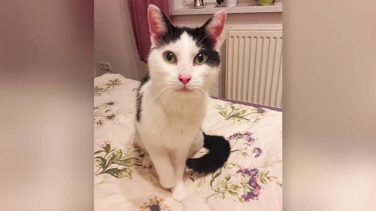Kater Winston sucht ein neues Zuhause.