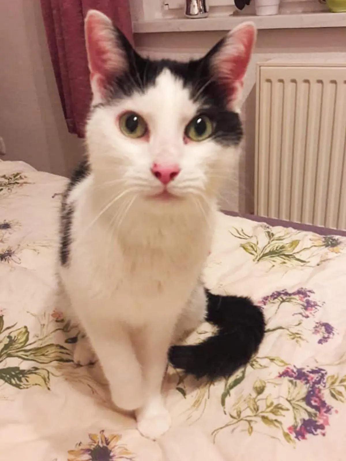 Kater Winston sucht ein neues Zuhause.