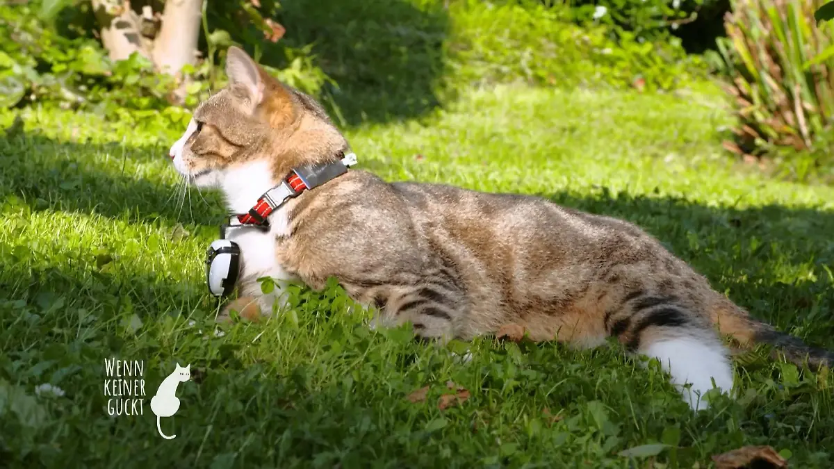 Luna benimmt sich wie ein Hund Was treibt sie den ganzen Tag?