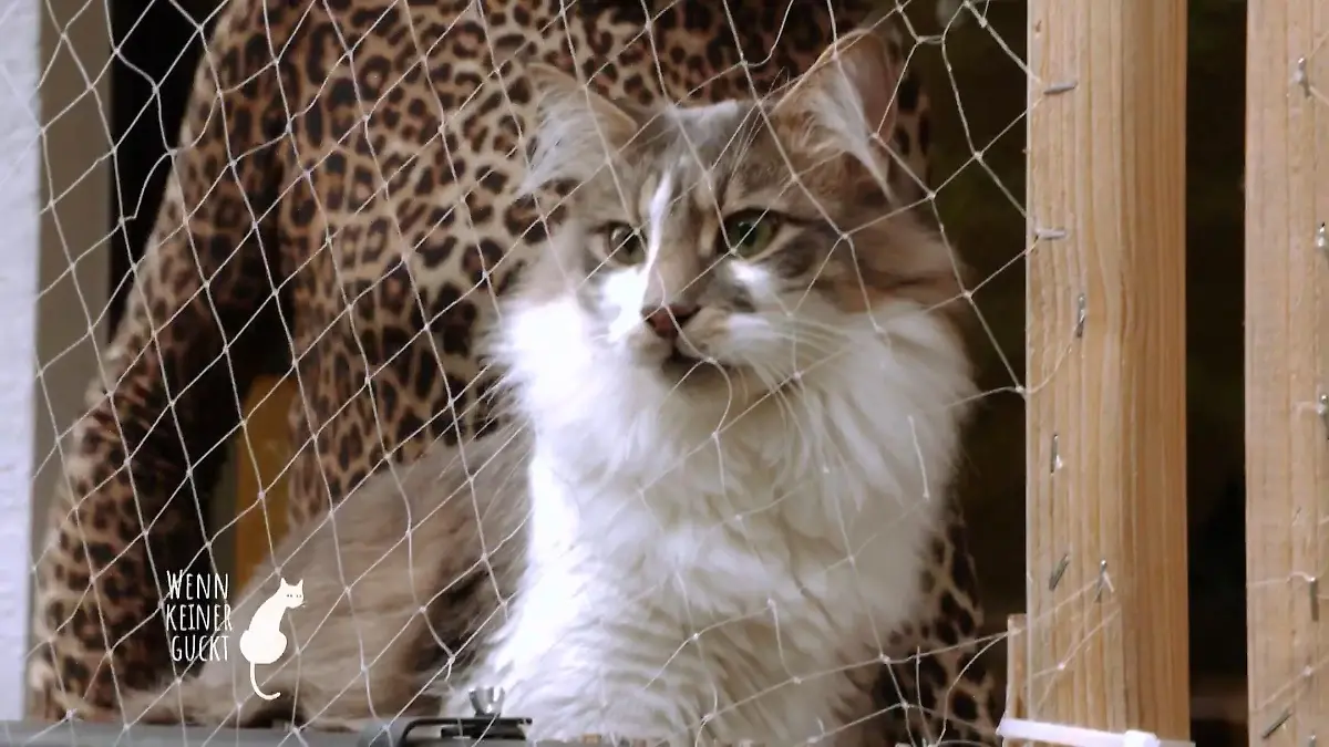 Charly ist ein Wildkater Sie wollen raus