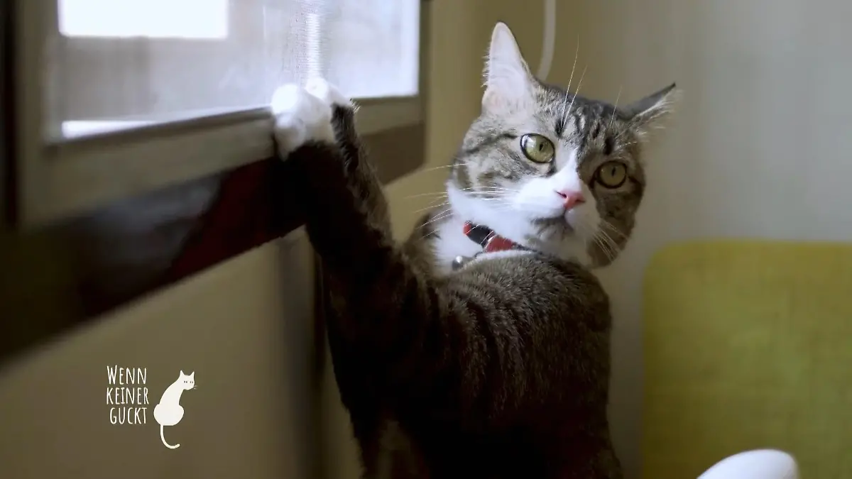 Die Katze kann so Einiges Was sind die Stärken?