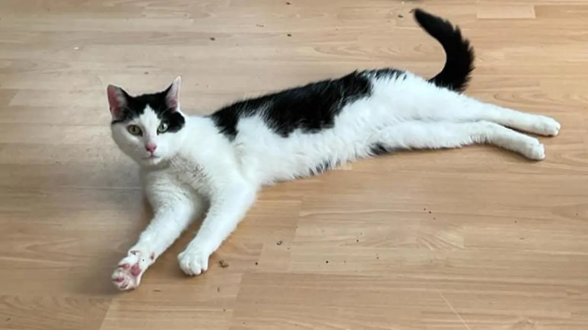 Kater Winston