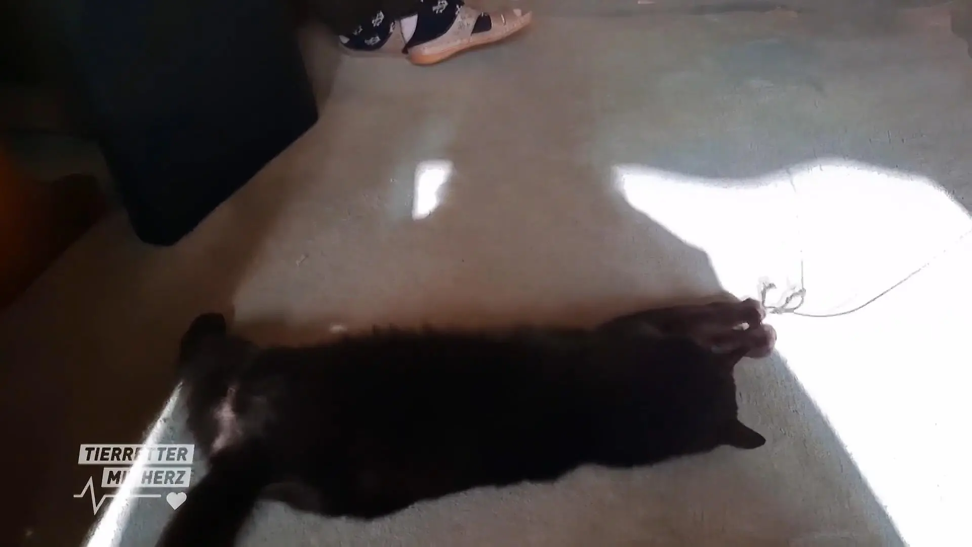 Fundkatze vor dem Stuttgarter Fernsehturm Eine entspannte Katze