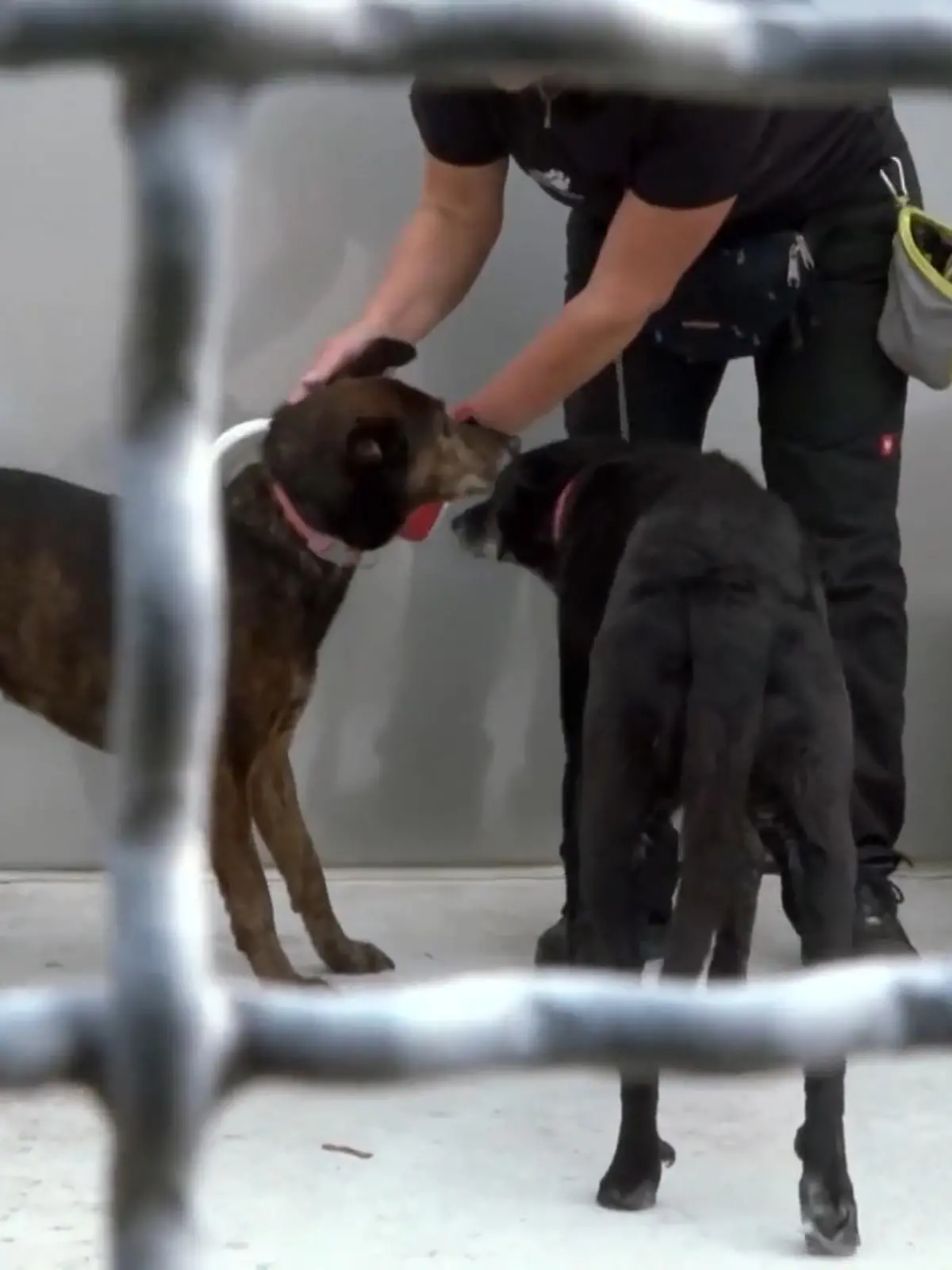 Bild zu: "Zwei Fundhunde im Tierheim Bochum"