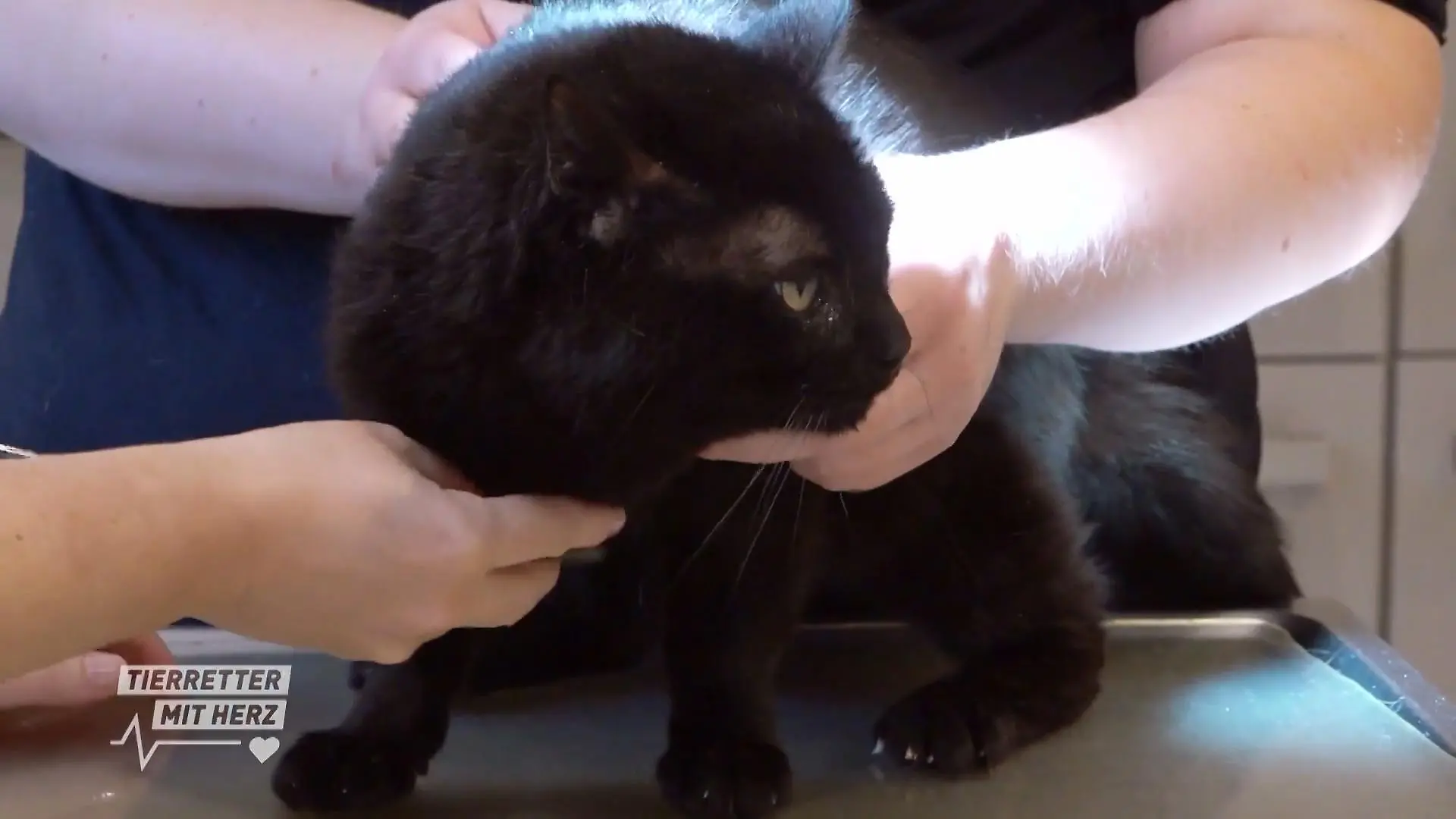 Ein Katzenbiss ist kein Spaß Katzenvisite in Bochum