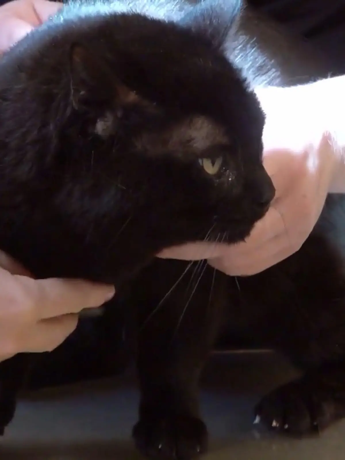 Bild zu: "Ein Katzenbiss ist kein Spaß"