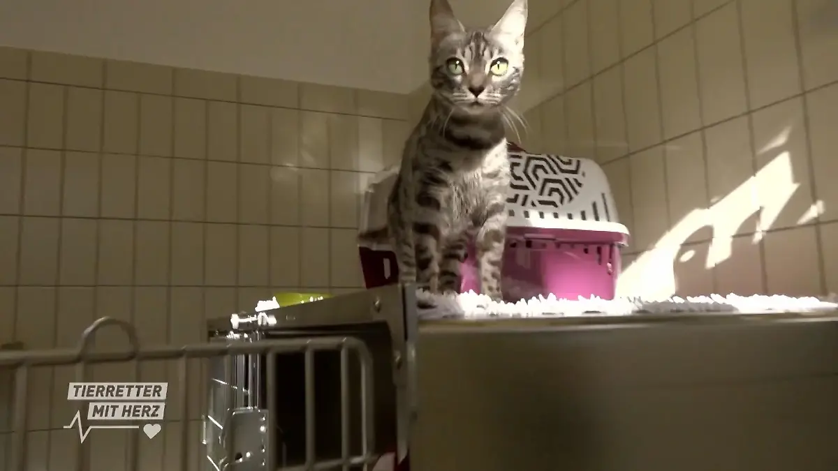 Bestens gewappnet für die Katzenankunft Die Katzen kommen
