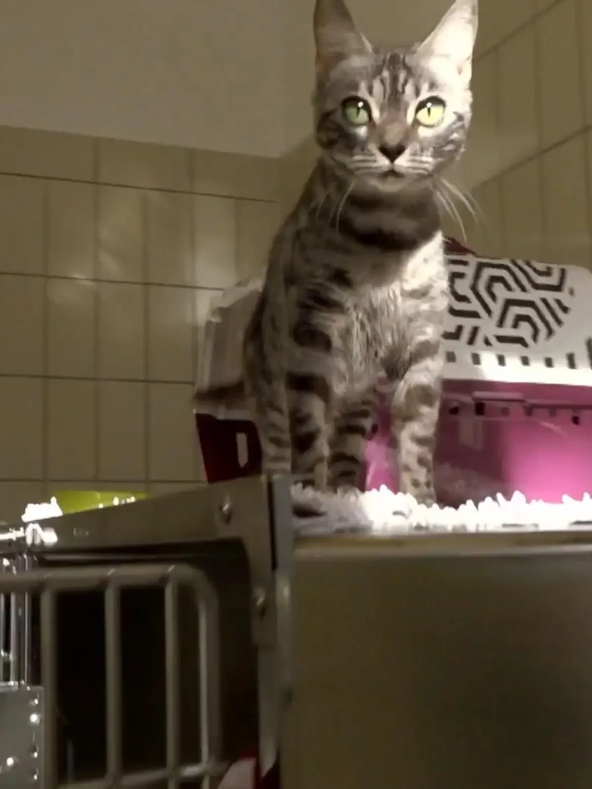 Bild zu: "Bestens gewappnet für die Katzenankunft"