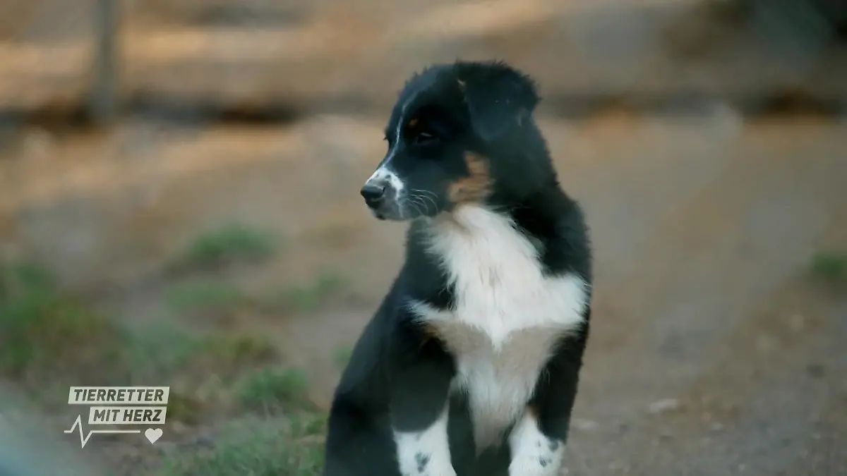 Welpen im Tierheim Ein neues zu Hause?