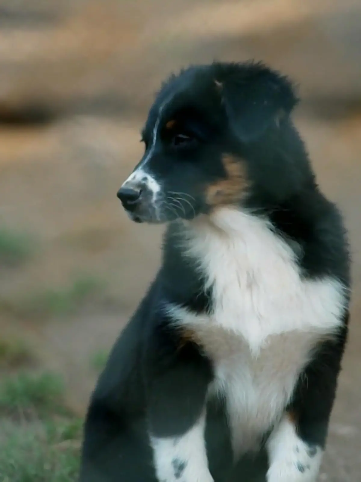 Bild zu: "Welpen im Tierheim"