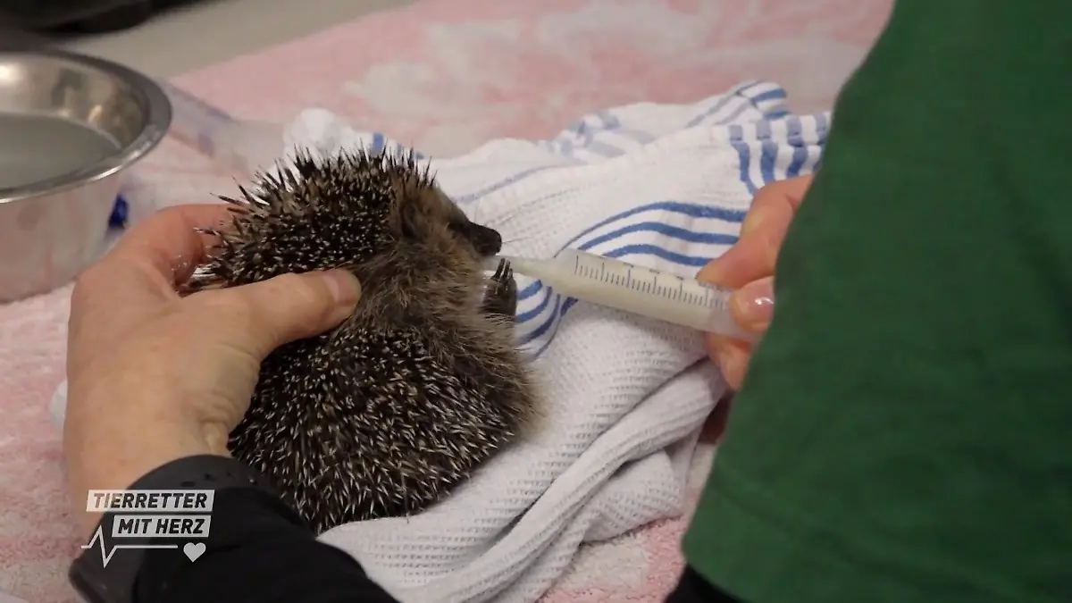 Igel in Gefahr? Ein kranker Igel