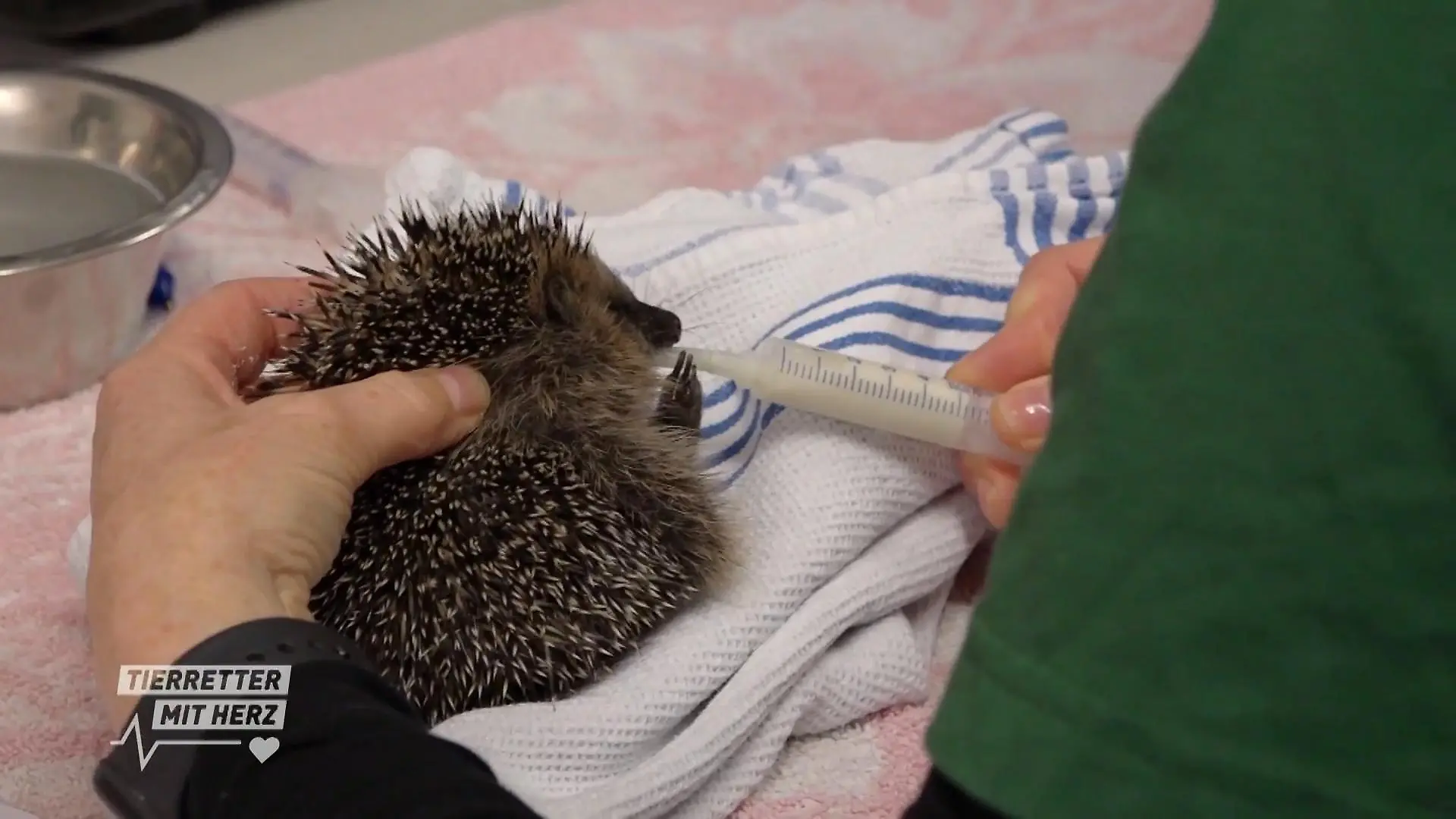 Igel in Gefahr? Ein kranker Igel