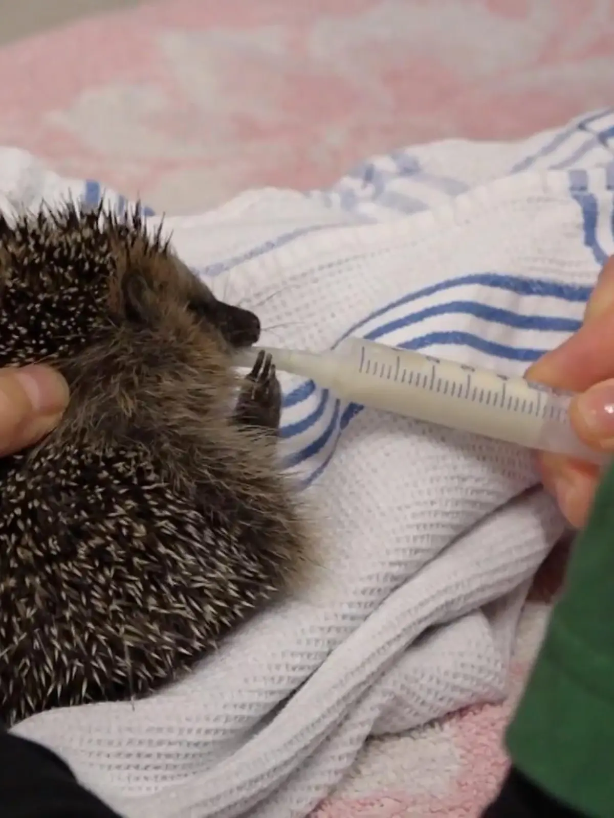 Bild zu: "Igel in Gefahr?"