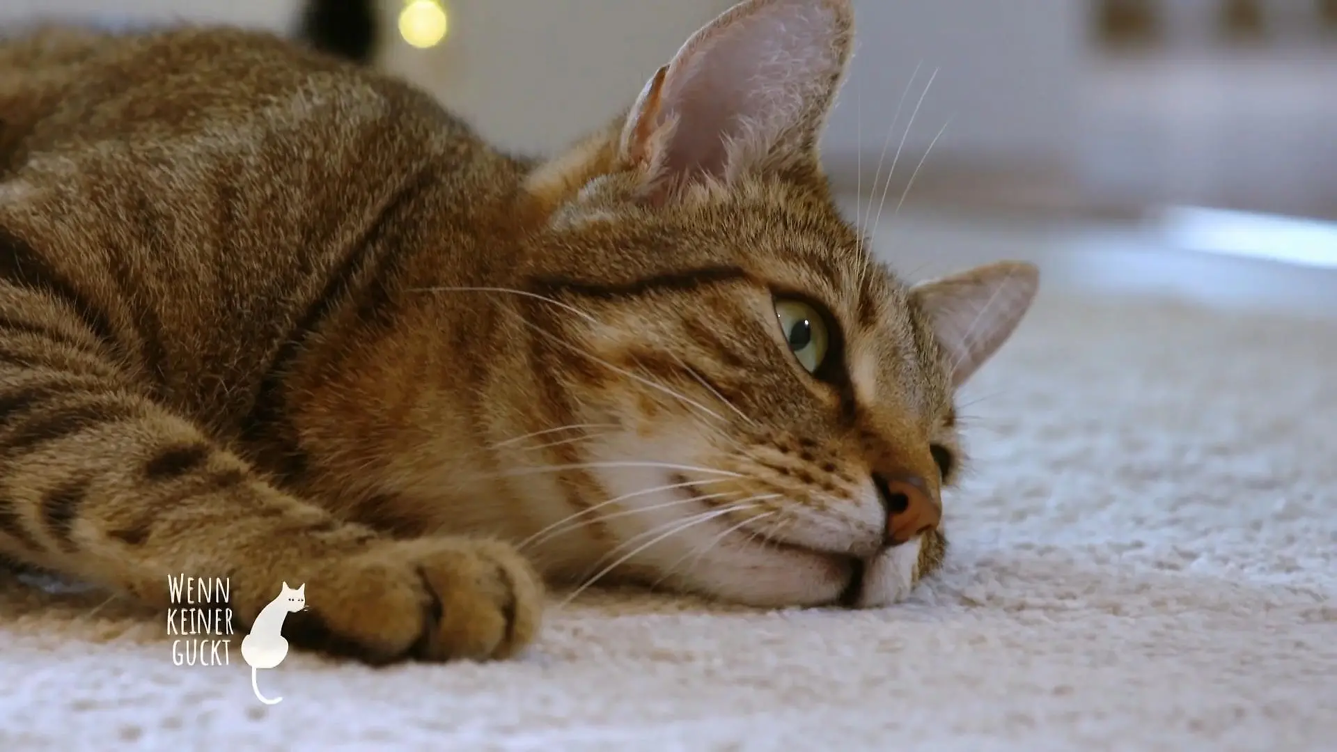 Katzengeschwister als Mitbewohner Mia und Lui